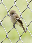 Flycatcher 5976